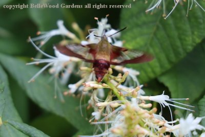 Hawk Moth_2019-07_clear wing hawk moth.jpg
