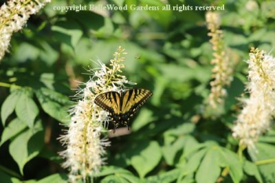 BelleWood in Bloom_2019-07_tiger swallowtail butterfly on Aesculus.jpg