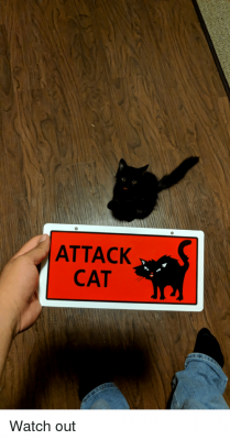 attack-cat-watch-out-37794851.png