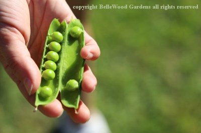 Grillo Vegetable Garden_2019-09_pod of peas.jpg