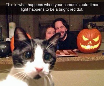funny-halloween-cat-photobomb.jpg