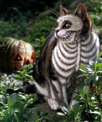 halloween-cat-costume.jpg