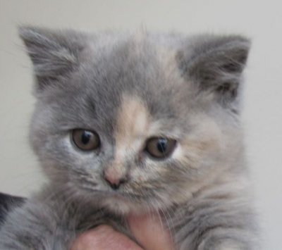 blue-cream-female-kitten-british-shorthair-583e9dc734e16.jpg