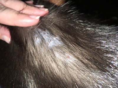 Cat pulling out hair at base of tail | TheCatSite