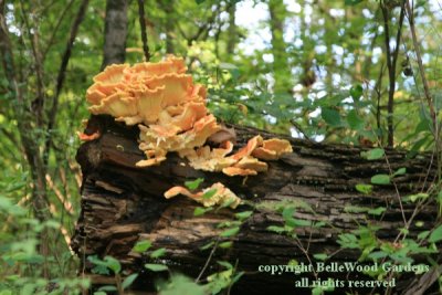 Mushrooms_2018-09_Laetiporus on log.jpg