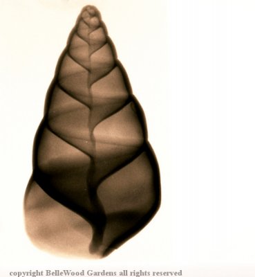 Misc_scan of shell X-ray.jpg