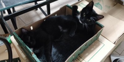 Cats in a Box.jpg