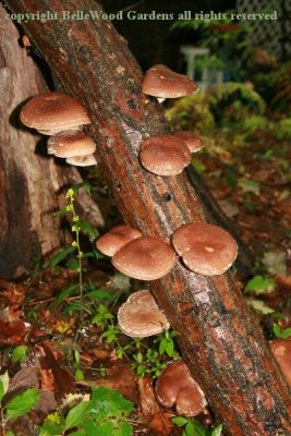 Shiitake Mushrooms_2016-09_mushrooms on log.jpg