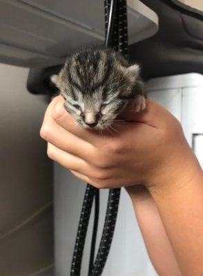 newborn kitten.jpg