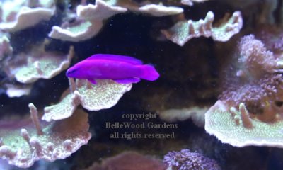 Aquarium_2019-12_magenta fish.jpg