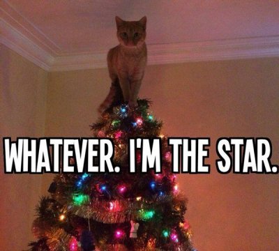 Christmas-cat-meme.jpg