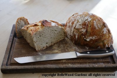 Food_2019-12_no-knead bread.jpg
