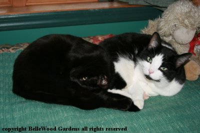 Cats_2018-01_Domino and Mr Poe.jpg