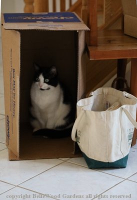 Cats_2019-03_Domino, boxed.jpg