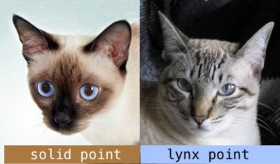 seal point vs lynx point.jpg