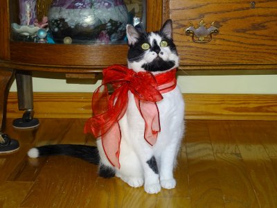 Lily and red ribbon 2 Christmas 2019.JPG