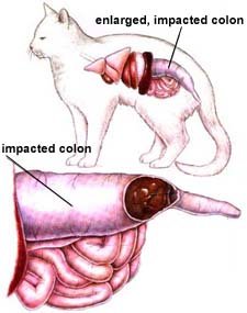 cat colon.jpg