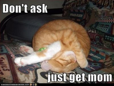 funny-cat-yoga.jpg