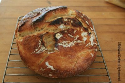 Bread_2012-02_fresh from the oven.jpg