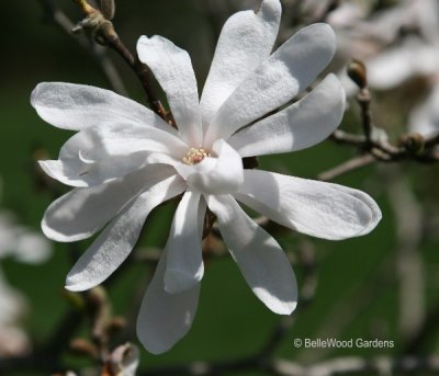 Willowwood_2009-04_Magnolia salicifolia-flower.jpg