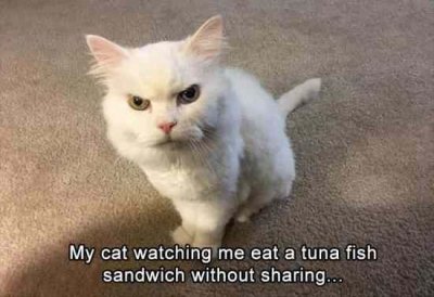 Funny-White-Animal-Cat-Meme-Image.jpg