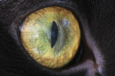 cat eye 6.jpg
