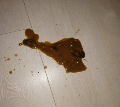 cat throwing up brown vomit  xrays/ultrasound/hydrolysed