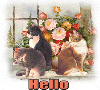 hello-cats-facebook-comments-and-graphics-hello-cats-birthday-cat-dividers-l-7a93344aa2105637....gif