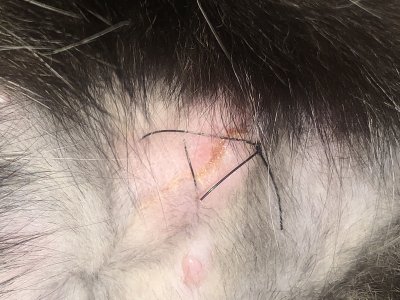 Does my cats spay incision look infected? | TheCatSite