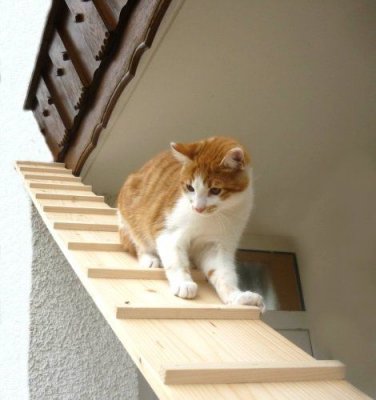 cat ramp example.jpg