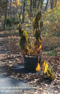 BelleWood in Bloom_2017-11_frosted canna.jpg