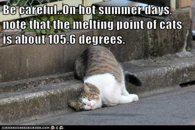 be-carefulon-hot-summer-days-note-that-the-melting-point-of-cats-is-about-1056-degrees.jpeg