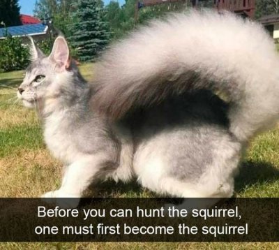 funny-kitty-memes-squirrel-tail.jpg