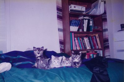 Cab-and-Cotton-Kittens.jpg