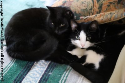 Cats_2020-10_Mr Poe and Domino woke up.jpg