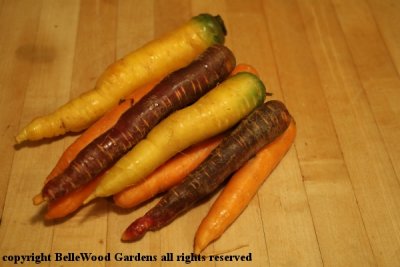 Phillips Farm Market_2020-11_colorful carrots.jpg