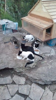 Feeding cats.jpg