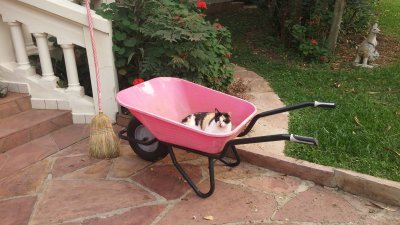 mama cat pink wheelbarrow.jpg