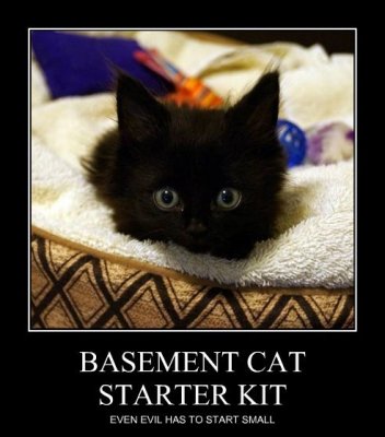 Basement_Cat_Starter_Kit_Cheezburger_download.jpg