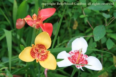 BelleWood in Bloom_2017-08_Tigridia-3 colors.jpg