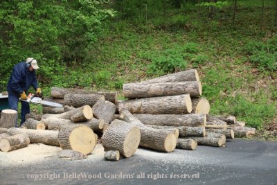Firewood_2021-05_Paul cutting ash logs to length.jpg