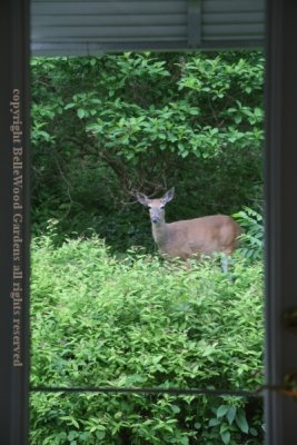 Deer_2021-05_doe outside kitchen door.jpg