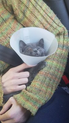 grey on way to enucleation.jpeg