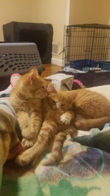 orange and O&W cuddling on blanket.jpeg