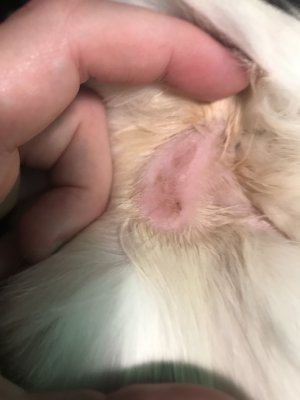 kitty new lesion july 3 large.jpg