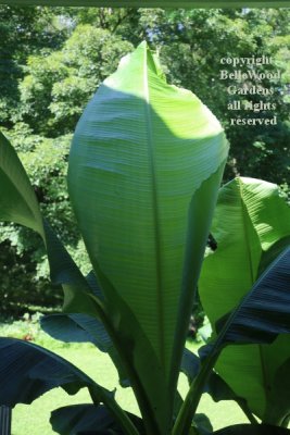 Banana Leaf Emerging_2021-07-04.jpg