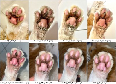 Moby right hind paw bottom_01.jpg