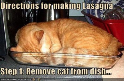 Gingerly-cat-lasagna-dish-cheezburger.jpg