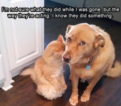 Gingerly-guilty-orange-cat-and-dog-Pinterest.jpg