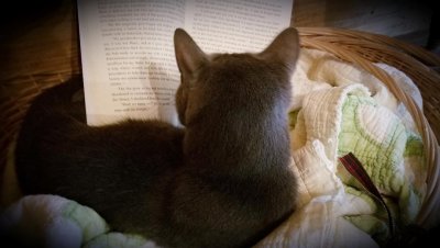 Chaucer reading my book.jpg